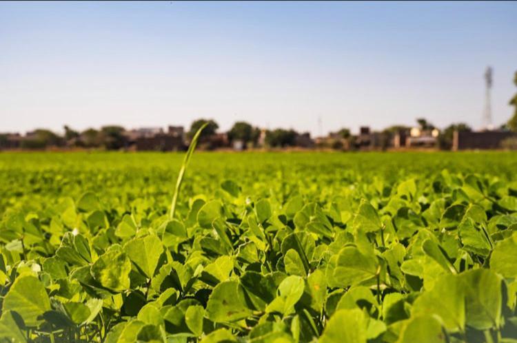 Ananya Farms Paradise Jodhpur  Luaran gambar
